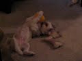 Toby playing