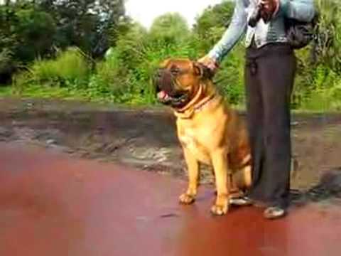 bullmastiff