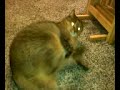 Funny Fat Cat