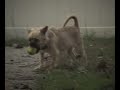 Adopt a Dog\" Livee\" MSPCA Springfield, Massachusetts