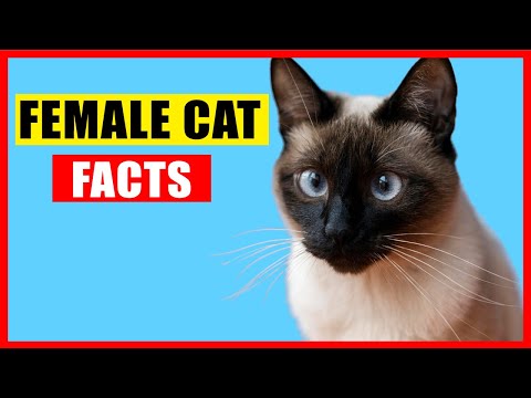 14 Surprising Facts About Female Cats You Need To Know