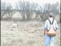 Hunting Quail