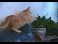 Cat eating plant solution ssscat Cat eating plant solution ssscat