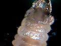 Miniermotte (Cameraria ohridella)