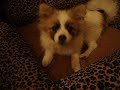 ????? - PETHEEA LAZOPOULOS DOG LAZOPOYLOS THEMOS MAKIS ????? - PETHEEA LAZOPOULOS DOG LAZOPOYLOS THEMOS MAKIS