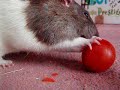 Malcolm Eating Tomato