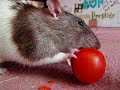 Malcolm Eating Tomato