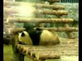 Giant Panda From Wen Chuan