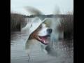 videos de forever - stratovarius - mascotas.DAT