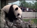 Elusive Giant Panda
