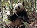 Elusive Giant Panda