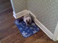 Garou....Roundest Cat Ever!