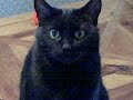 Garou....Roundest Cat Ever! Garou....Roundest Cat Ever!