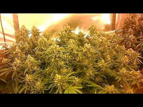 how to grow sour diesel