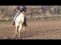 Skippin the Bars Homozygous Champagne Stallion