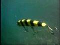 Catching Monster Muskie in Fall