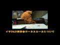 ゲームだいすき！Dungeons&Dragons ShadowOverMystara Clip1