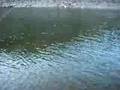 Fighting an Idaho Steelhead