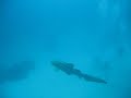 een leopard shark in Koh Tachai zoekt rust