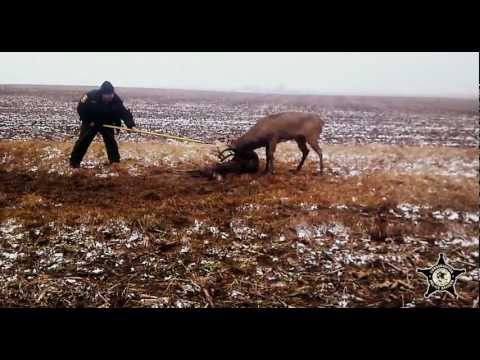 how to properly tag a deer in illinois