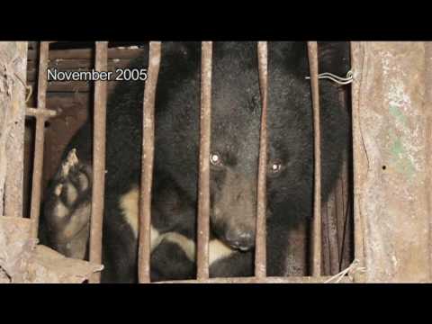 Moon Bears’ Journey<br>to Freedom Part 9