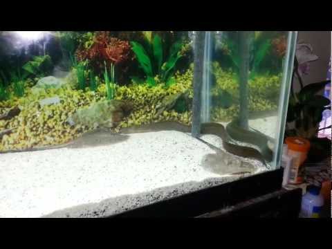 how to care for a freshwater eel