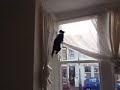 Funny Kitten Getting Comfortable