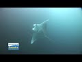 dive spots moalboal dive spots moalboal