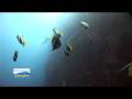 videos de dive spots moalboal