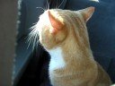 Cody the cat....or is he a dog?