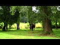 Origine du Bisson mont�e