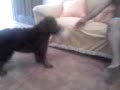 cachorro da paula.3gp