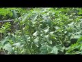 Home Grow Vegetable