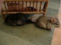 The Musical Fear of a Chinchilla