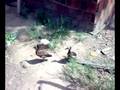 N73 video test