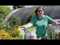 Garden Tips : Recipe for Deer Repellents for Protecting Flowers