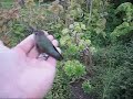 Releasing a hummingbird