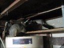 Possums in the Garage