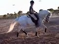 Spanish horse / Caballo Spanish horse / Caballo