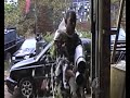 swede of the classic action film