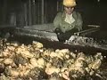 Sesame Street - Sugar Beet