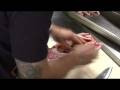 Barbary Coast Rabbit - Part One of Four