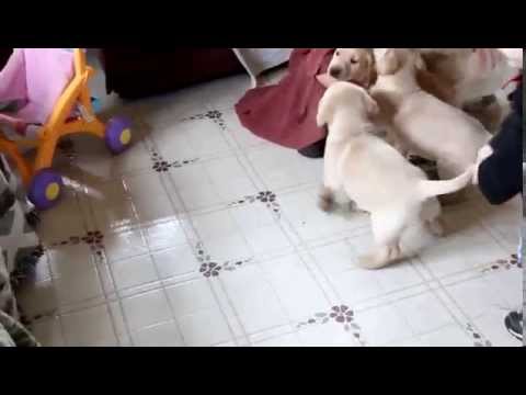 Yellow Lab Puppies For Sale