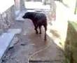 videos de ma grosse vache