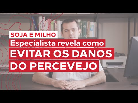 Evite os danos do percevejo na sua lavoura (soja e milho)