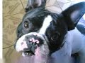 verry funny dog GADAJĄCY PIES verry funny dog GADAJĄCY PIES