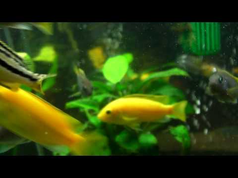 how to vent yellow tail acei