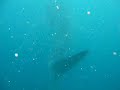 Whaleshark Ningaloo Reef (Western-Australia) Whaleshark Ningaloo Reef (Western-Australia)