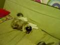 Mocha playing with the ferrets under the slipcover