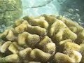 Moorea drift snorkel